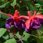 Fuchsia 'Giants Voodoo'