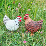 Chicken Garden Ornaments