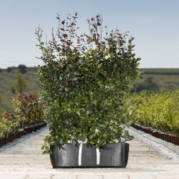 Copper Beech Ready Bag Instant Hedge 1m (pre-grown)