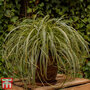 Carex 'Feather Falls'