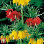 Fritillaria imperialis Duo