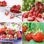 All Season Strawberry Collection