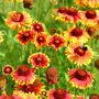 Gaillardia aristata Giant hybrids