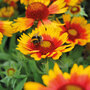 Gaillardia aristata 'Arizona Sun'