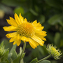 Gaillardia aristata 'Maxima Aurea'