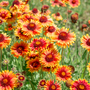 Gaillardia aristata 'Tokajer'