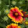 Gaillardia aristata 'Goblin'