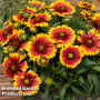 Gaillardia 'Guapa Flamenco Bicolour'