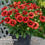 Gaillardia 'Guapa Red'