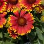 Gaillardia aristata 'Guapa Tango Bicolour'