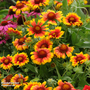 Gaillardia 'Mesa Bright Bicolour'