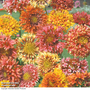 Gaillardia pulchella 'Razzledazzle' - Seeds
