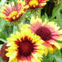 Gaillardia 'Torchlight'