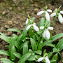 Galanthus ikariae