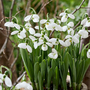 Snowdrop 'Polar Bear'