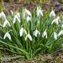 Galanthus woronowii