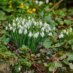 Galanthus woronowii