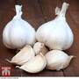 Garlic 'Messidrome' (Autumn Planting)