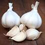 Garlic 'Messidrome' (Autumn Planting)