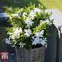 Gardenia 'Celestial Star'