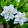 Gardenia 'Crown Jewels'