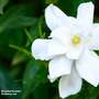 Gardenia jasminoides 'Double Diamonds'