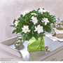 Gardenia 'Deluxe'