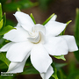 Gardenia jasminoides 'Double Mint'