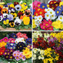 Garden Ready Autumn Collection
