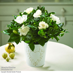 Gardenia 'Snowball' - Gift