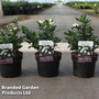 Gardenia jasminoides 'Sweet Star'