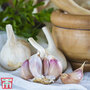 Garlic (Autumn) Kingsland Wight