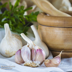 Garlic (Autumn) 'Kingsland Wight'
