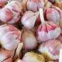 Garlic 'Sultop' (Spring/Autumn Planting)