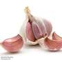 Garlic 'Sultop' (Spring/Autumn Planting)