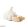 Garlic 'Topadrome' (Autumn Planting)