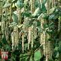 Garrya elliptica