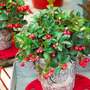 Gaultheria procumbens - Gift