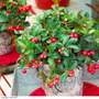Gaultheria procumbens - Gift