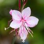 Gaura lindheimeri Siskiyou Pink