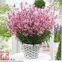 Gaura 'Baby Butterfly Dark Pink'