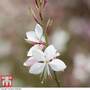 Gaura lindheimeri 'Sparkle White'