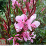 Gaura lindheimeri 'Passionate Blush'