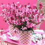 Gaura lindheimeri 'Gaudi Rose'