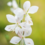 Gaura lindheimeri 'Belleza White'