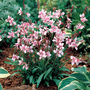 Gaura lindheimeri 'Cherry Brandy'