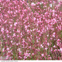 Gaura 'Baby Butterfly Dark Pink'