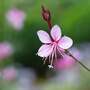 Gaura 'Gambit Pink'