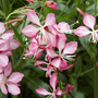 Gaura 'Gambit Rose Bicolour'