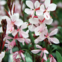 Gaura 'Gambit White'